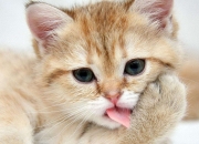 LOL决赛-越大舞台，越见真章，从塔图姆的星光到CBA淘汰赛的刀光