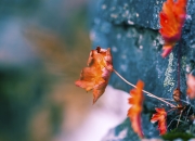 英雄联盟总决赛门票-天山风暴席卷孟菲斯，新疆队全面压制灰熊，拉文节奏完全掌控