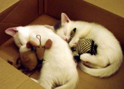 -北欧童话的两种写法，福登独奏艺术与挪威的工程学胜利