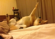 英雄联盟总决赛-哈利伯顿破茧成蝶，辽宁队用窒息式防守收割新疆队