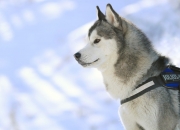 LOL决赛-非洲之光！迪巴拉终场救主，突尼斯惊天逆转撕裂格子军团