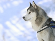 LOL决赛-非洲之光！迪巴拉终场救主，突尼斯惊天逆转撕裂格子军团