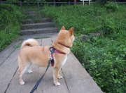 英雄联盟总决赛时间-硬仗的两副面孔，萨拉赫的刀锋与贝蒂斯的棋局