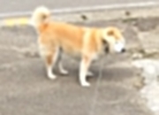 -当斯洛文尼亚枪手遇见天山雄鹰，一场跨越万里的篮球对话