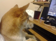 LOL决赛-唯一性，当金色海洋遇见撕裂之城，一个诗人的致命变奏