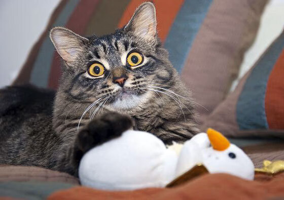 乌拉圭攻陷诺坎普，唯梅西如星火穿行，稳定如常亮着不败的灯