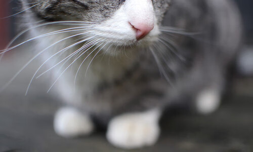 冰与火的绝境奇迹，字母哥未竟之战与深圳队的逆袭之路