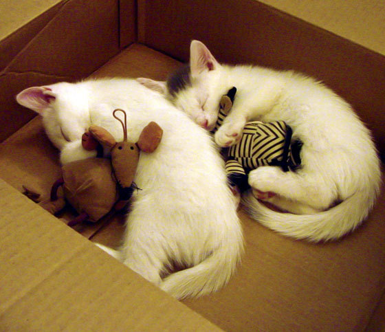 北欧童话的两种写法，福登独奏艺术与挪威的工程学胜利