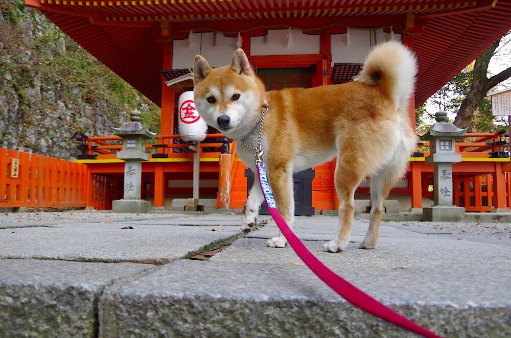 跨国烽火夜，一场友谊赛的意外王者—当格纳布里降维打击中国防线