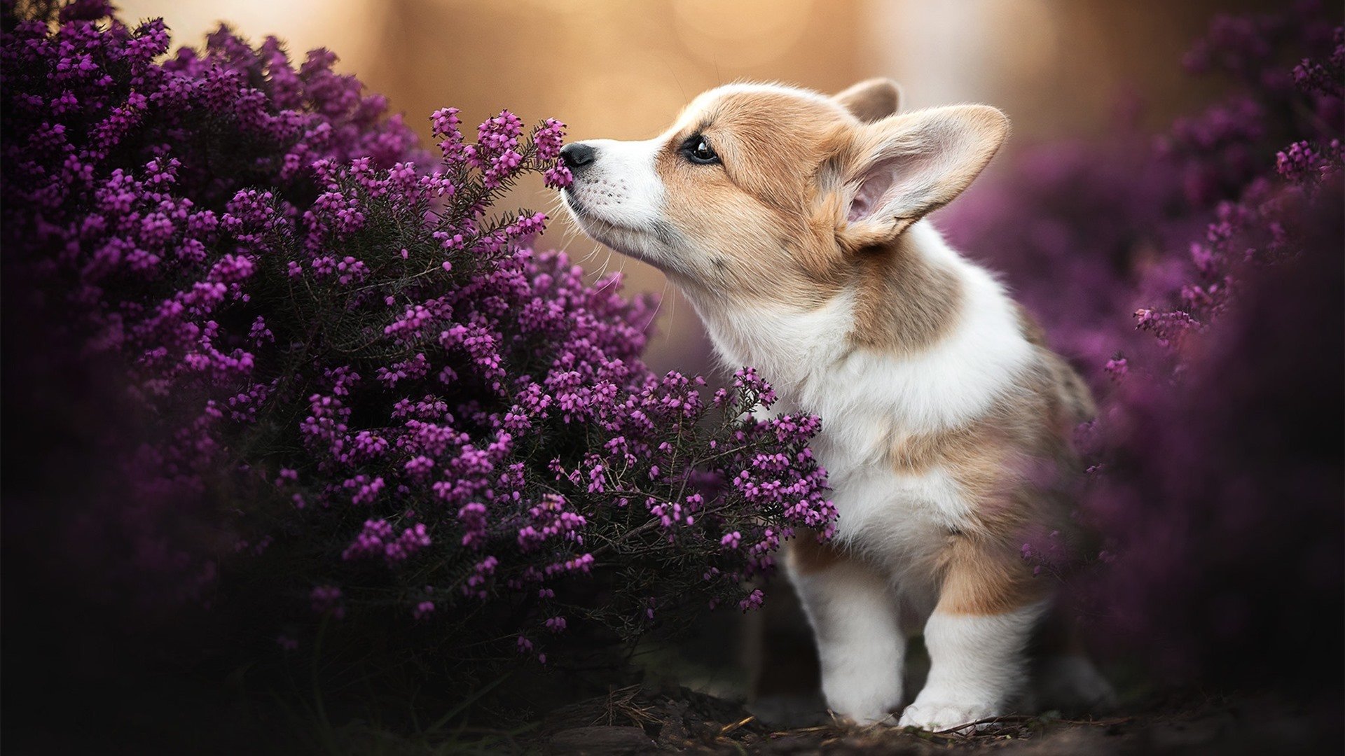 绿茵法则·禁区之战—当灰熊踏平步行者,见证欧冠精神的跨界回响