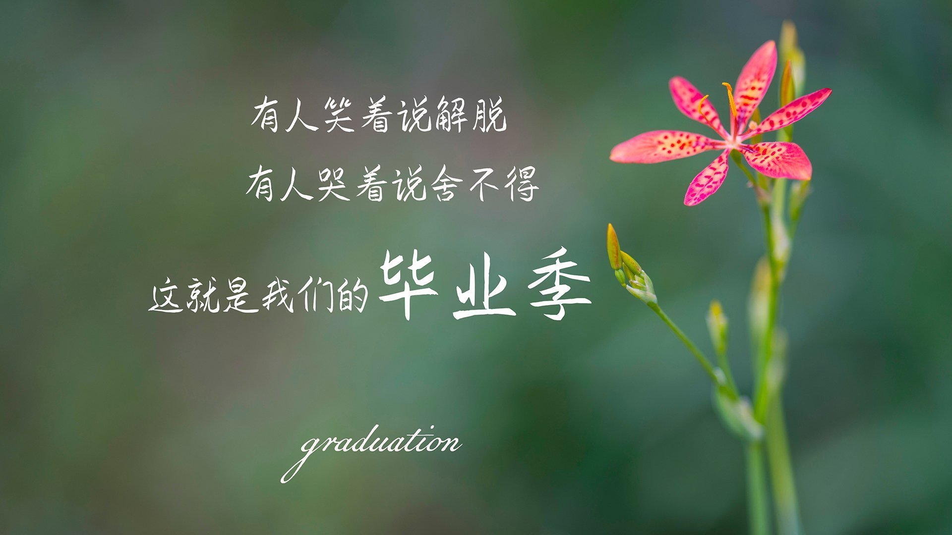 拉亚的火焰将点燃伊比利亚之夜，当葡萄牙的星光遇见勒沃库森的德意志铁壁